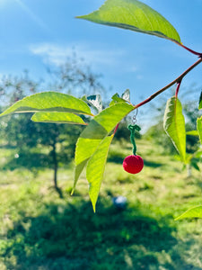 Cherry Dangles